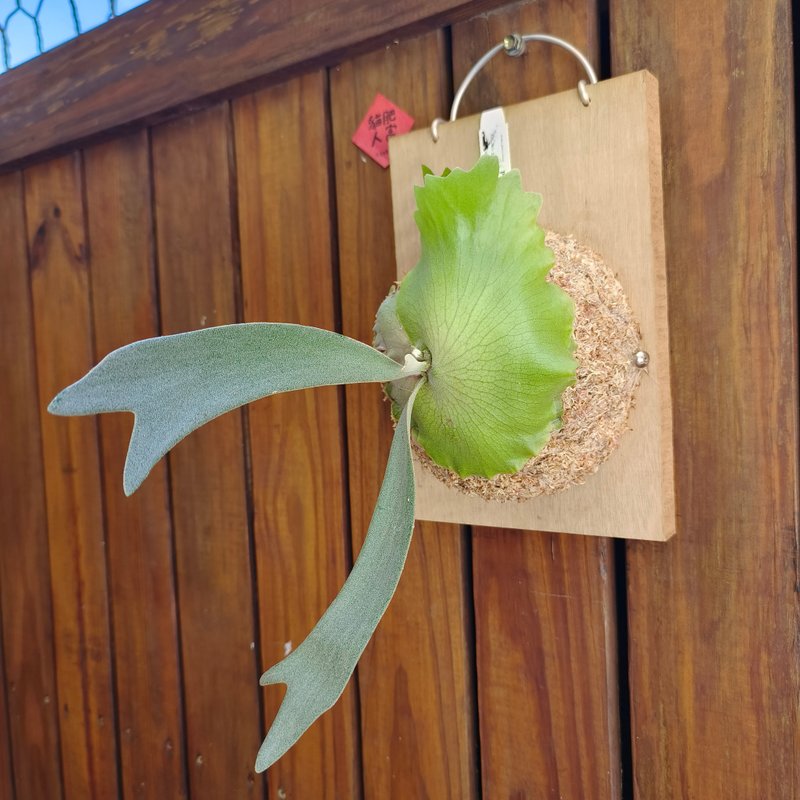 上板鹿角蕨 爪哇峇厘 P.Willinckii bali thin 细叶型态 - 植栽/盆栽 - 植物．花 绿色