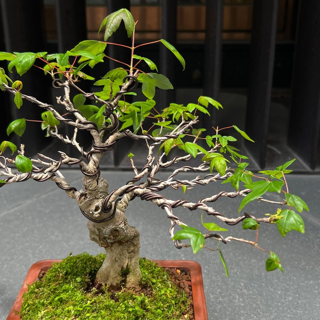 日本唐枫∣变异扁干 小品盆景盆栽 - 植栽/盆栽 - 陶 