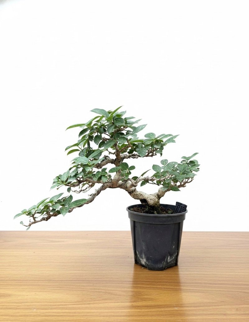 小品盆栽・寿娘子 - 植栽/盆栽 - 植物．花 