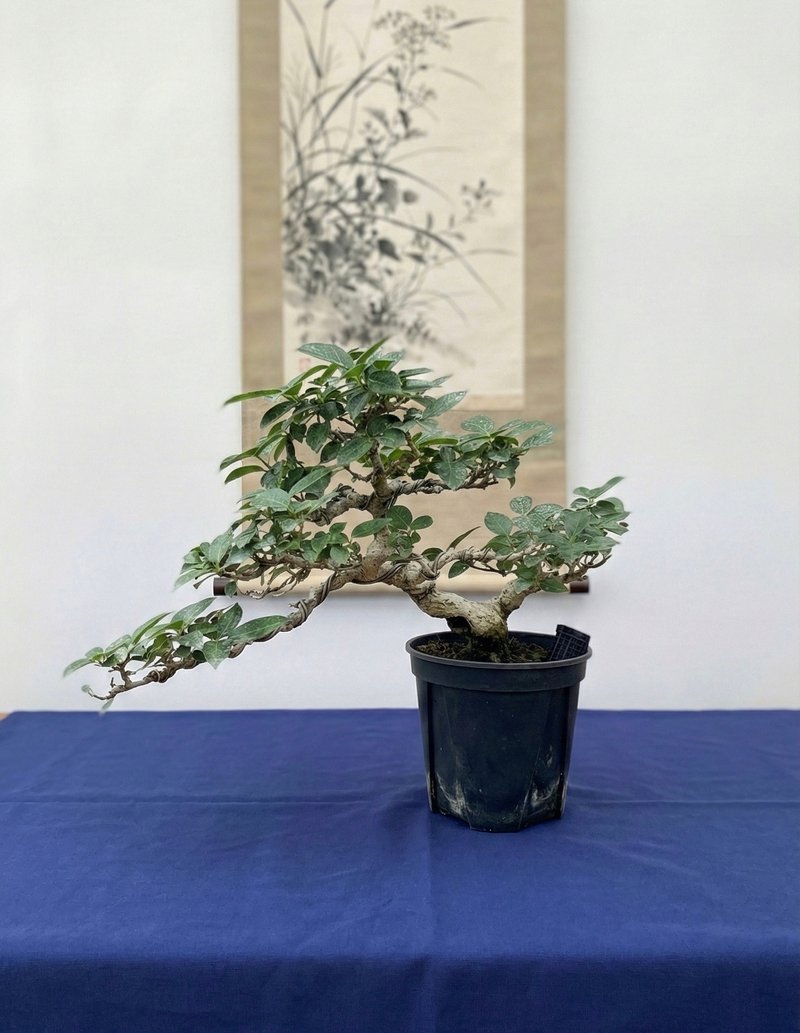 小品盆栽・寿娘子 - 植栽/盆栽 - 植物．花 