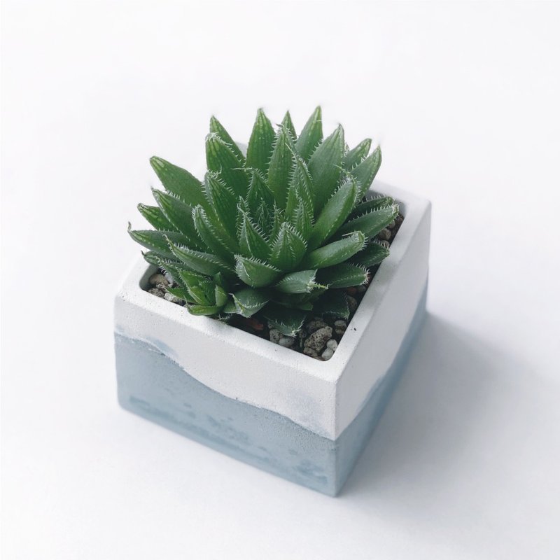 (预购) 莫兰迪蓝系列 | 长毛曲水之宴 百合科 方形水泥多肉植栽 - 植栽/盆栽 - 植物．花 蓝色