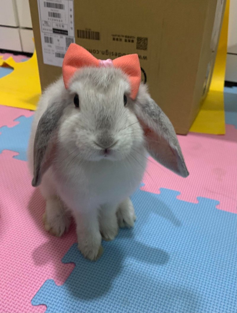 Q1-手工宠物生日帽子宠物发饰头套兔兔牵绳衣配件兔子花圈 - 衣/帽 - 其他材质 多色