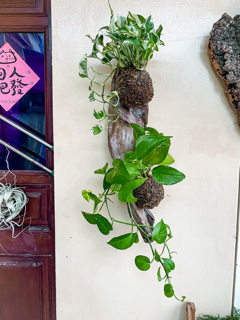 【漂流木苔球】 苔球/ 漂流木 - 植栽/盆栽 - 植物．花 绿色