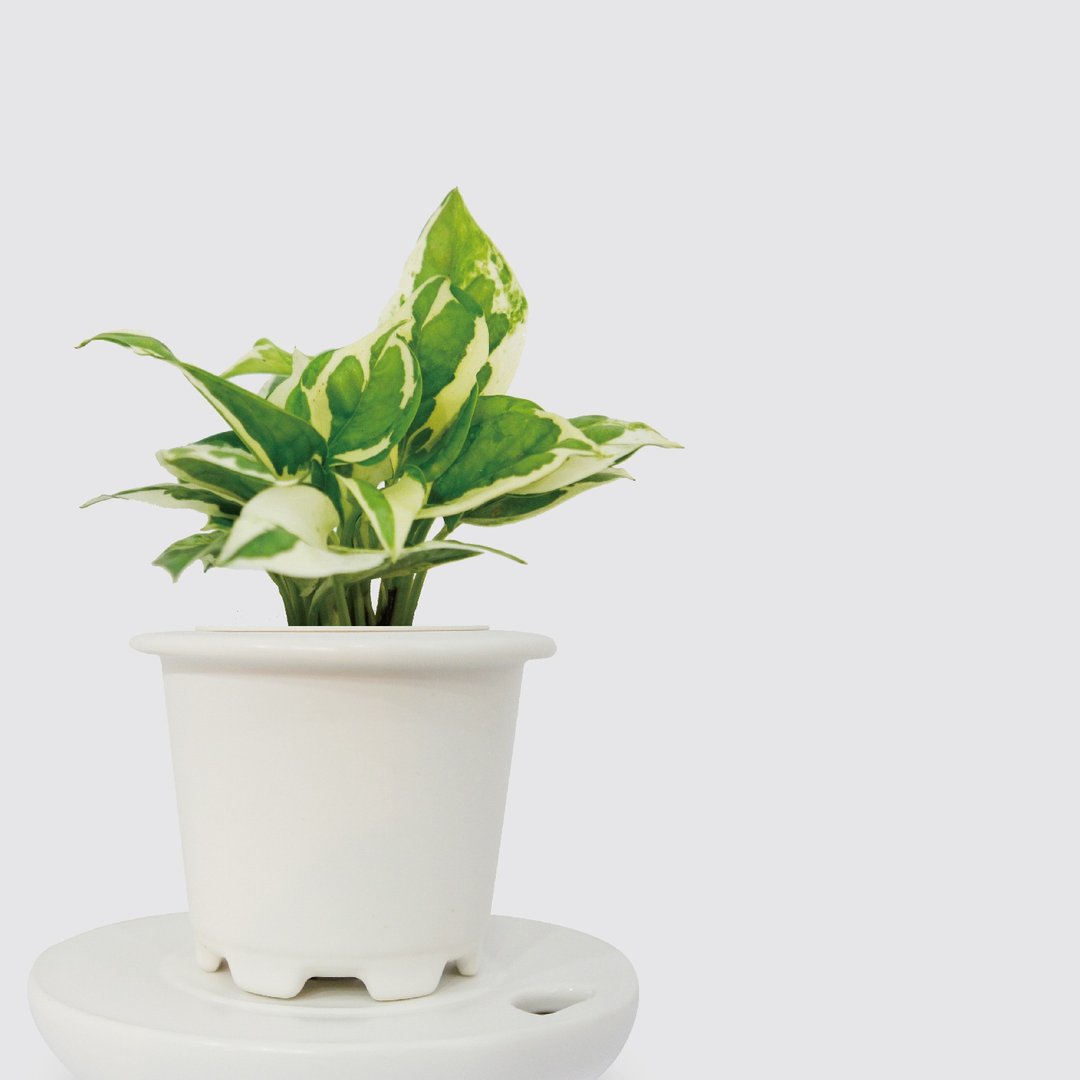 │ 窑瓷系列 │ 日本白金葛 - 厨浴植物 瓷器 水耕盆栽 - 植栽/盆栽 - 植物．花 