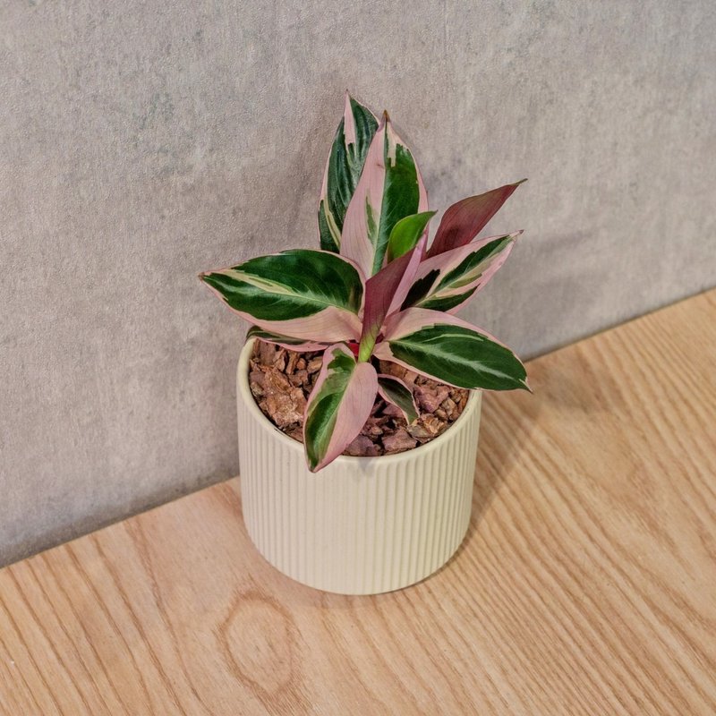 彩虹竹芋 莫兰迪色系直纹陶盆 室内植物 观叶植物 礼物 盆栽 - 植栽/盆栽 - 植物．花 黄色