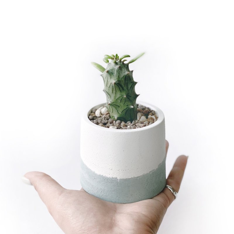 (现货) 莫兰迪绿系列 | 普西利菊 圆形双色水泥多肉植栽 - 植栽/盆栽 - 水泥 绿色