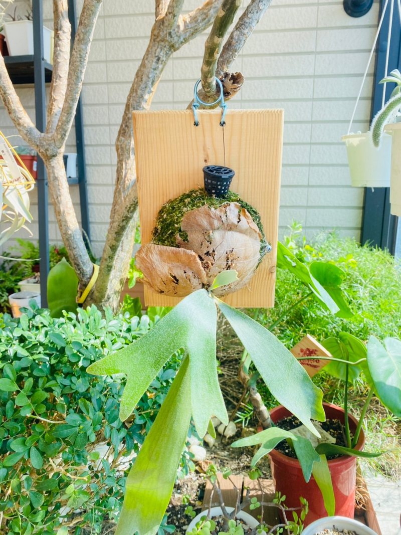 新手入门款 鹿角蕨上小板 文青网美最爱 森林系壁植 - 墙贴/壁贴 - 木头 