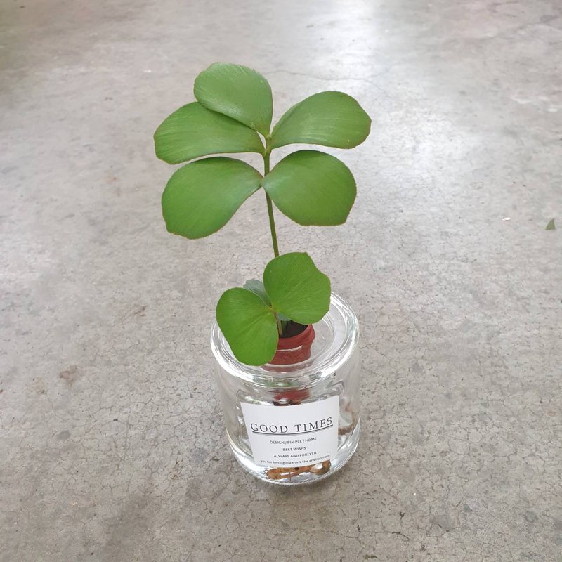 墨西哥铁树 幸运树 水耕 室内盆栽 - 植栽/盆栽 - 玻璃 红色