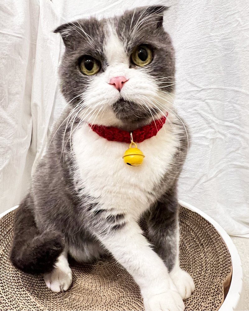 【铃铛+安全扣】纯棉猫项圈-红 手作/安全项圈/多拉A梦铃铛色 - 项圈/牵绳 - 棉．麻 