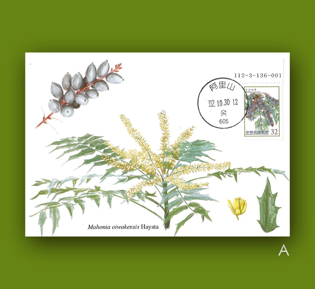 阿里山十大功劳原图卡 - 卡片/明信片 - 纸 绿色