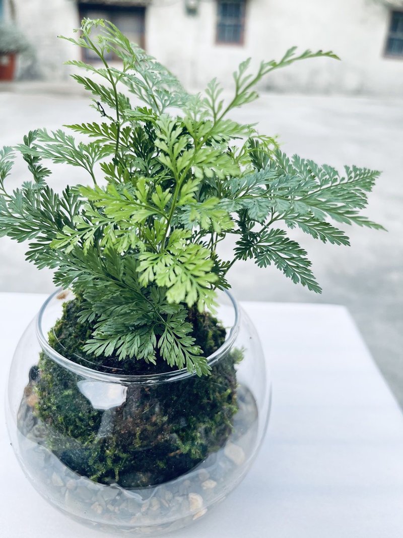 兔脚蕨 l 植物苔球 蕨类 室内植栽 礼物 - 植栽/盆栽 - 植物．花 