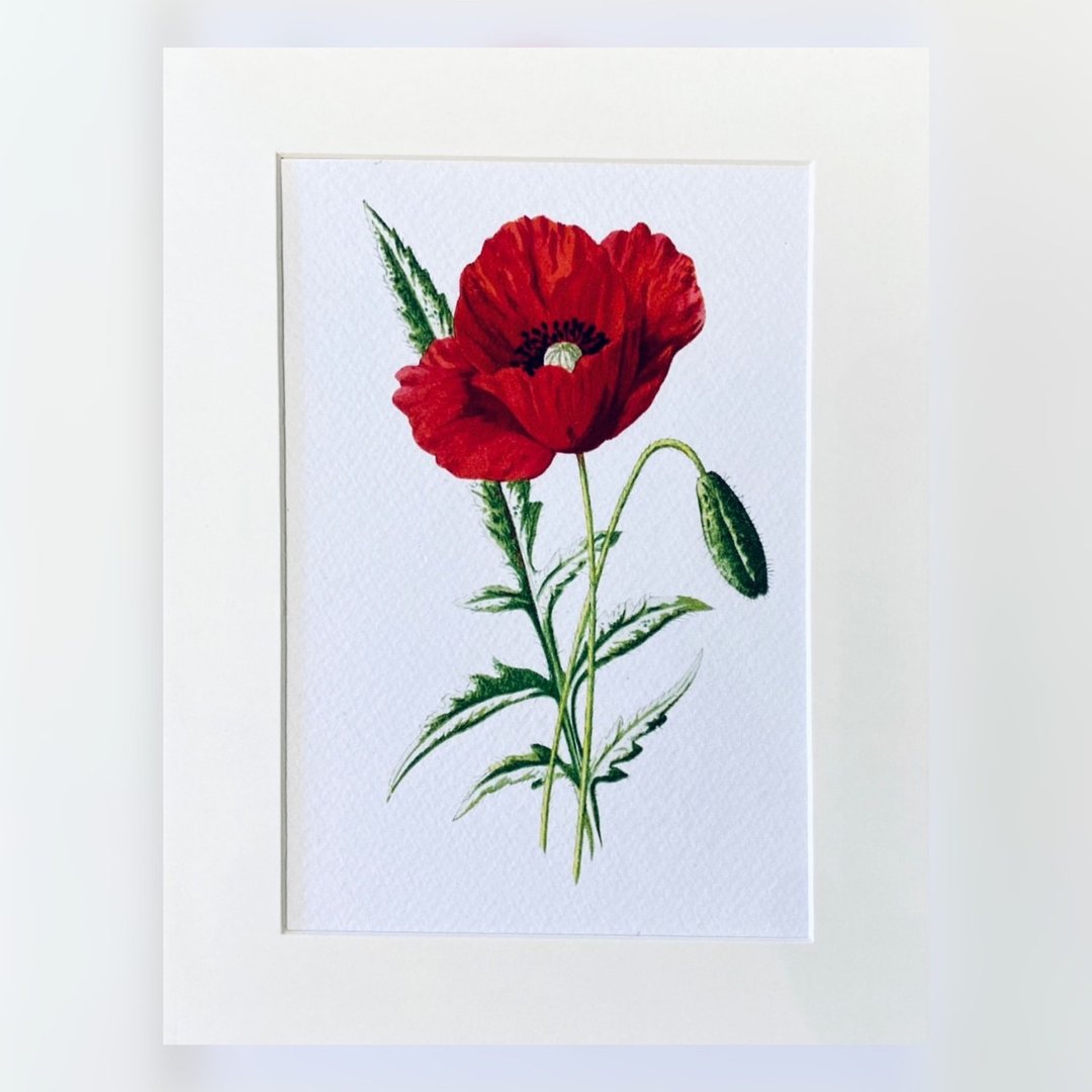 本店独立印制  - 英国20th世纪初VINTAGE - 花卉精美插画 - 海报/装饰画/版画 - 纸 红色