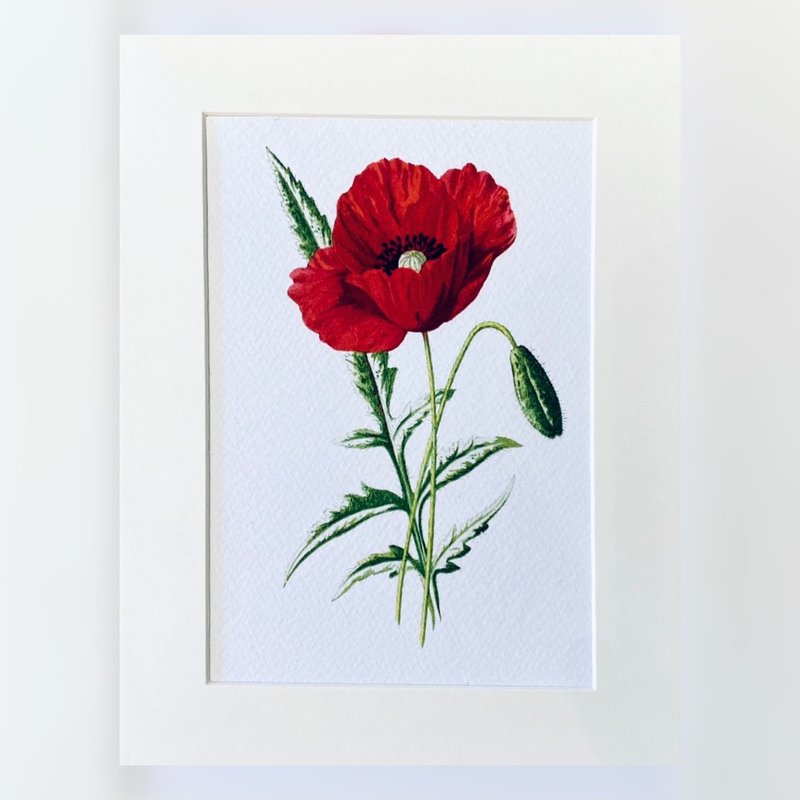 本店独立印制  - 英国20th世纪初VINTAGE - 花卉精美插画 - 海报/装饰画/版画 - 纸 红色