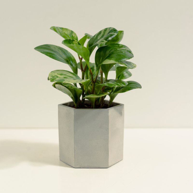 斑叶圆叶椒草│泥作系列│福所栽 - 植栽/盆栽 - 水泥 绿色