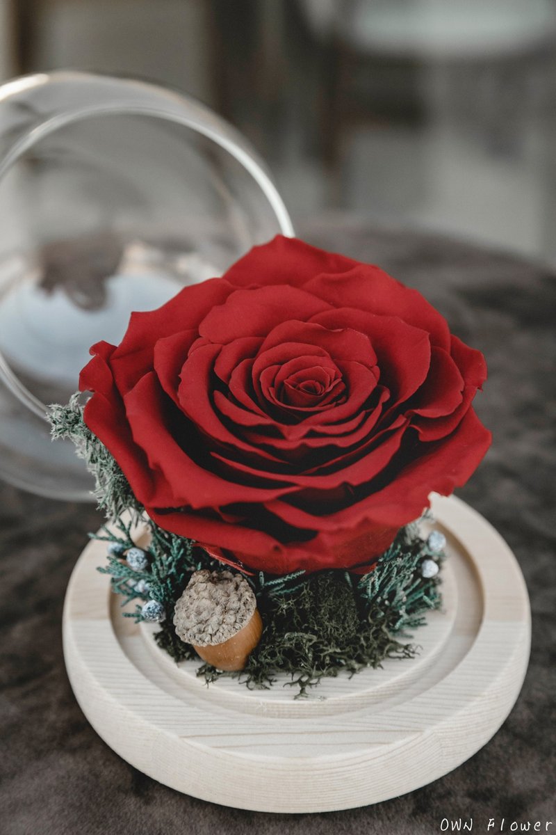 永生红玫瑰/圣诞礼物/永生花玻璃盅/生日礼物/交换礼物/不凋花礼 - 干燥花/捧花 - 植物．花 红色