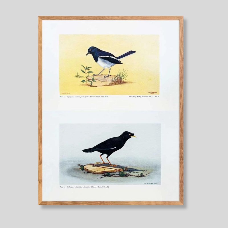 【香港博物学家】挂画 - 海报/装饰画/版画 - 纸 