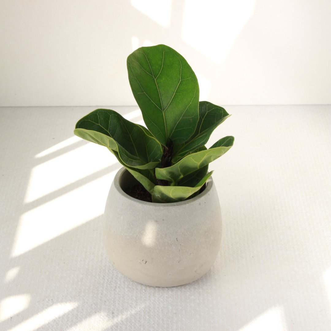 植栽 盆栽 l 琴叶榕 大瓶口胖U水泥盆 提琴盒形状叶片 强散光 - 植栽/盆栽 - 水泥 