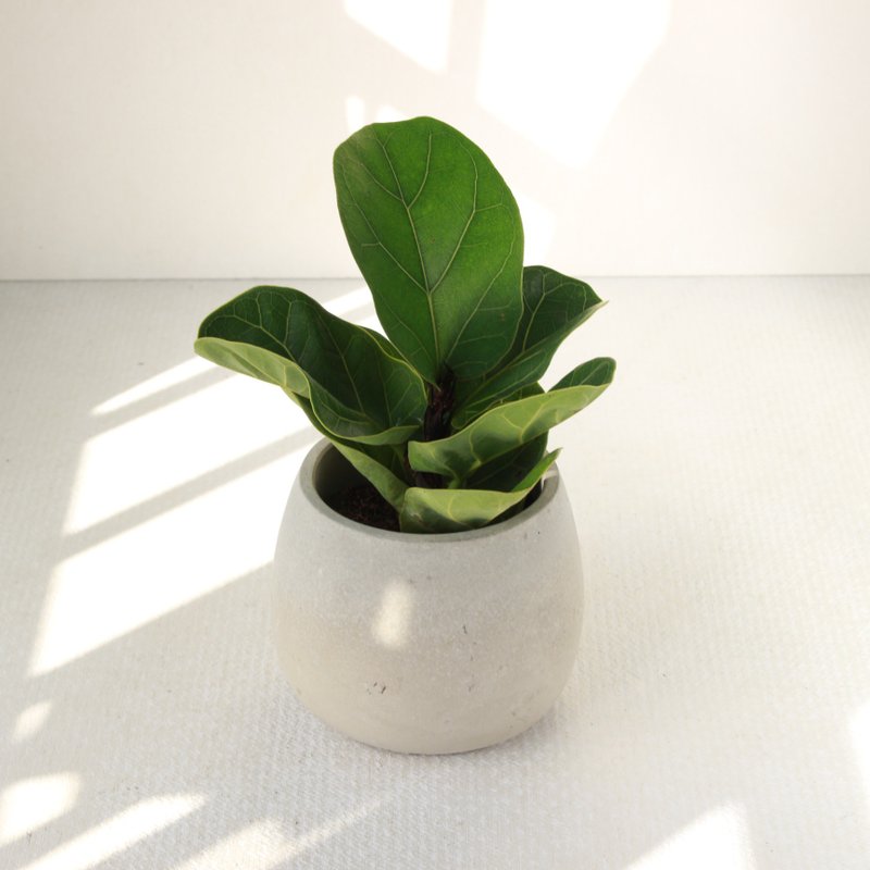 植栽 盆栽 l 琴叶榕 大瓶口胖U水泥盆 提琴盒形状叶片 强散光 - 植栽/盆栽 - 水泥 