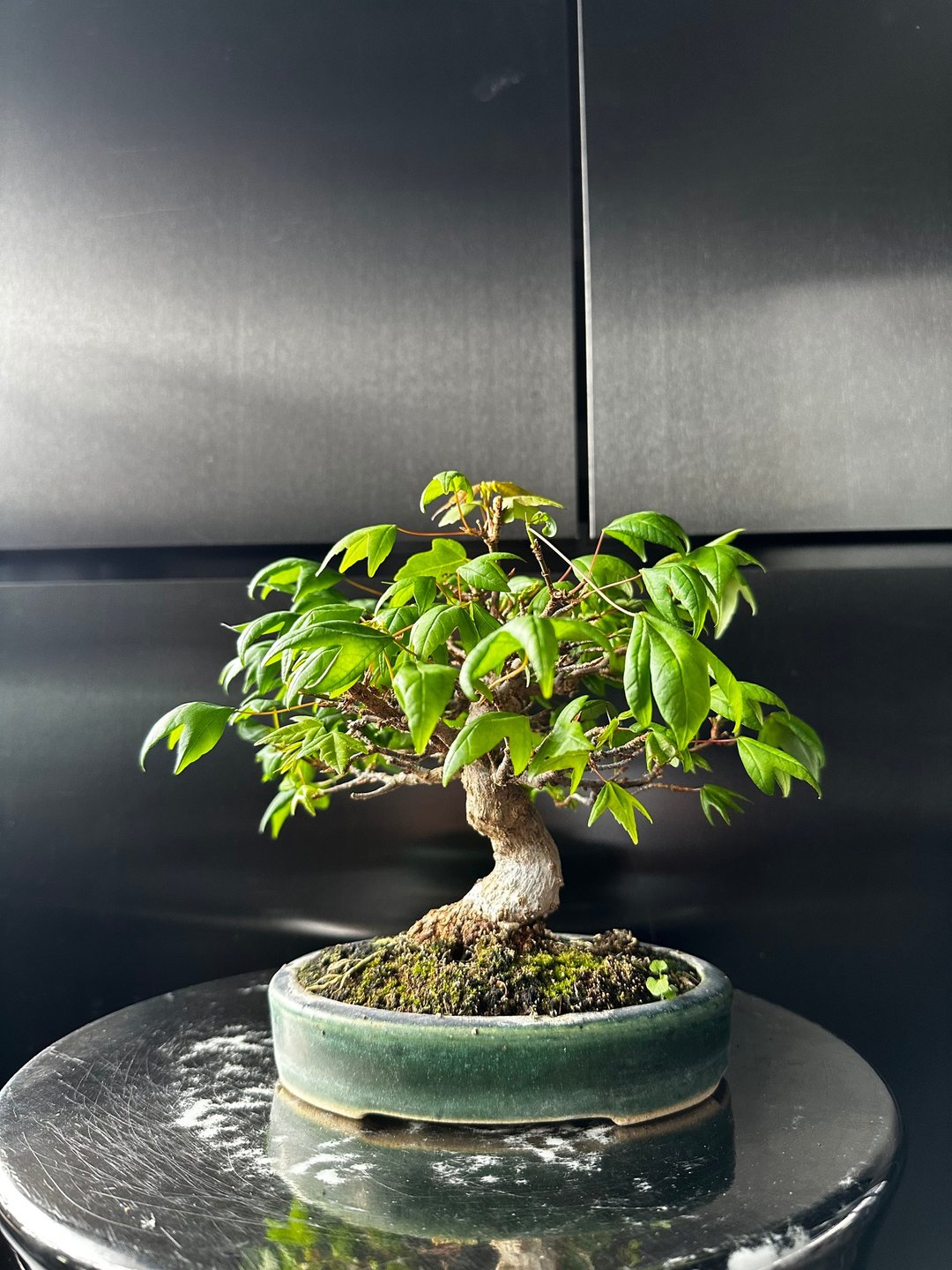 日本矮霸 唐枫 植物 盆景 盆栽 bonsai 枫叶 块根 多肉植物 - 植栽/盆栽 - 植物．花 绿色