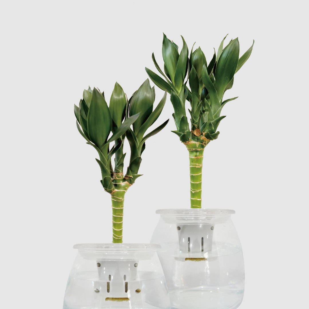 │ 玻璃系列 │ 莲花竹 (多芽) - 招财 供佛 水耕玻璃 室内盆栽 - 植栽/盆栽 - 植物．花 白色