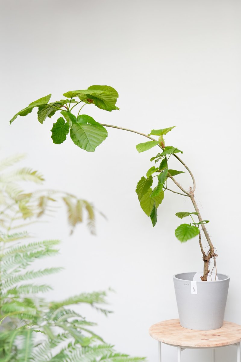 爱心榕│有植 Yuzhi - 植栽/盆栽 - 植物．花 