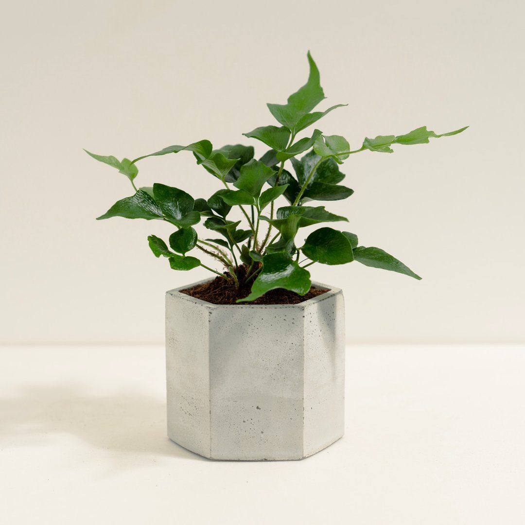 冬青蕨│泥作系列│福所栽 - 植栽/盆栽 - 水泥 绿色