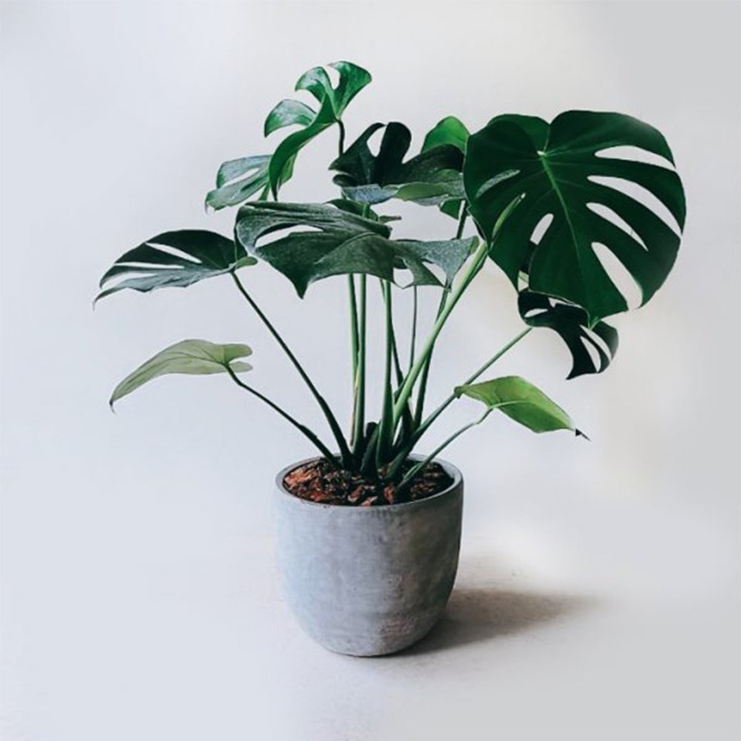 开幕送礼盆栽首选 – 龟背芋 - 植栽/盆栽 - 植物．花 
