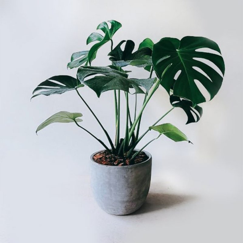 开幕送礼盆栽首选 – 龟背芋 - 植栽/盆栽 - 植物．花 