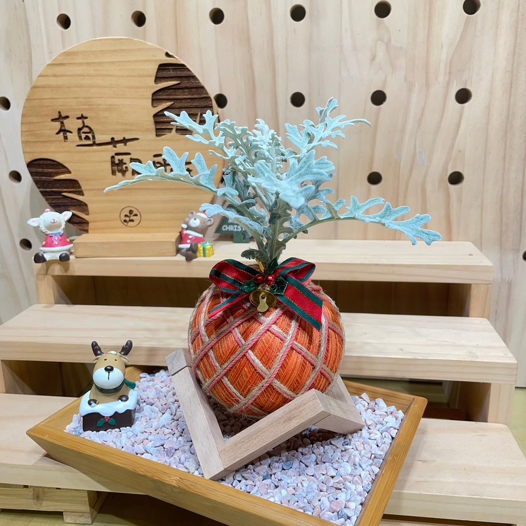 【植蕨所在】 银叶菊 水苔球 手工制作 观叶植物 居家摆设 圣诞礼 - 植栽/盆栽 - 植物．花 