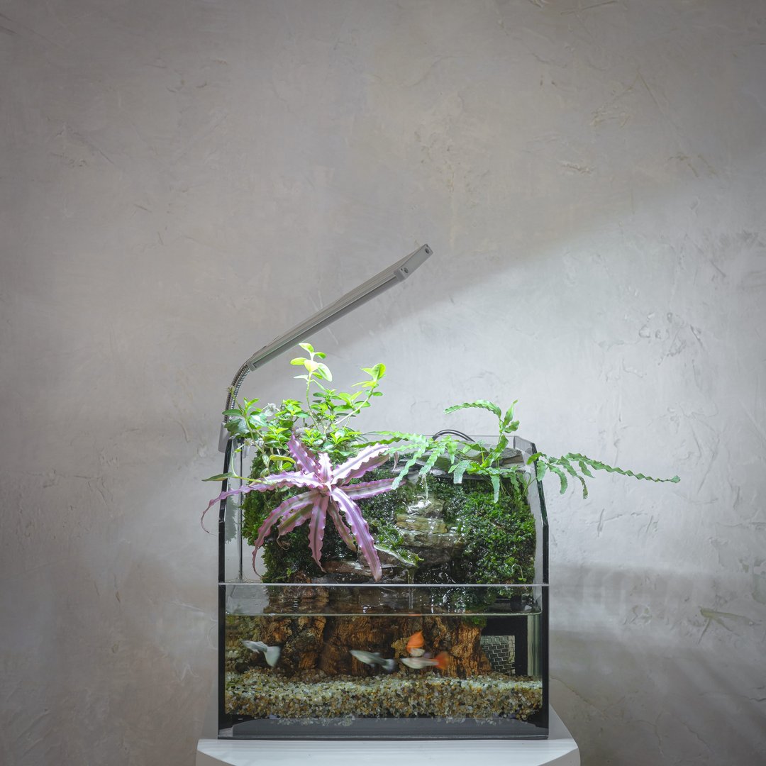 潺湲水陆生态缸 | 鱼缸 生态造景 苔藓 - 植栽/盆栽 - 植物．花 