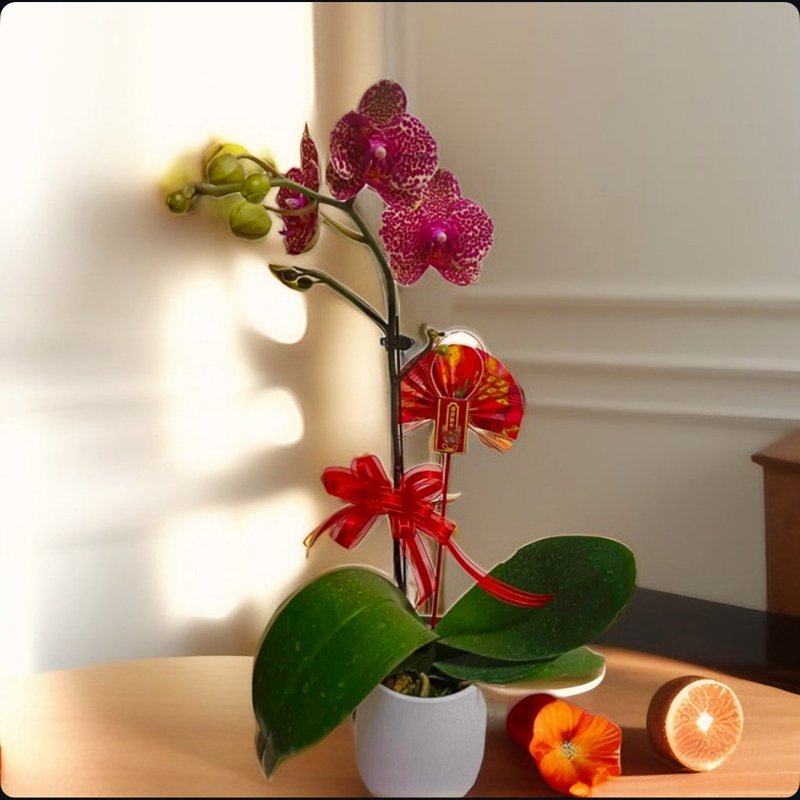 【富贵吉祥】蝴蝶兰 新春花礼开幕送礼自用客厅摆设 - 植栽/盆栽 - 陶 