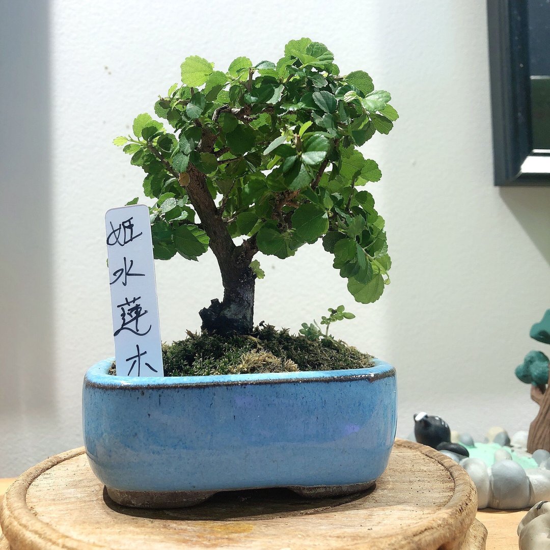 姬水莲木 Lavender Star Flower - 植栽/盆栽 - 植物．花 