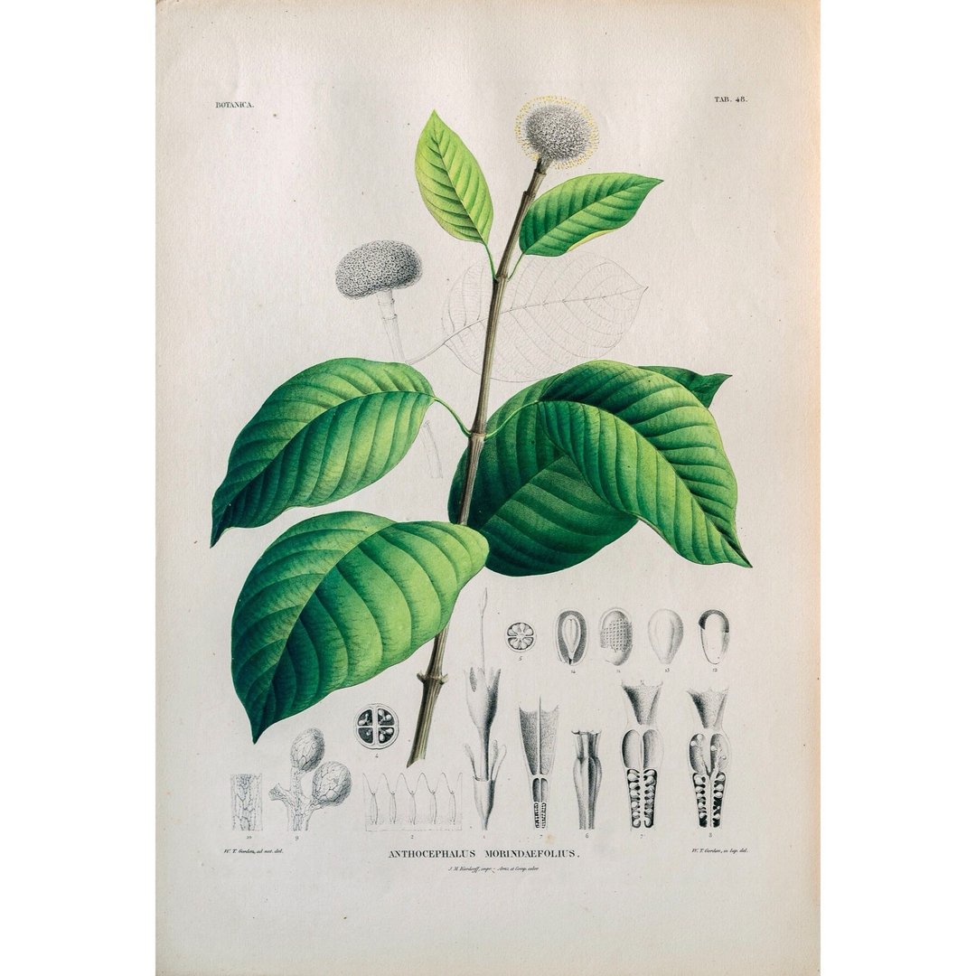 团花 Anthocephalus Morindaefolius - 植物图鉴-版画 - 海报/装饰画/版画 - 纸 
