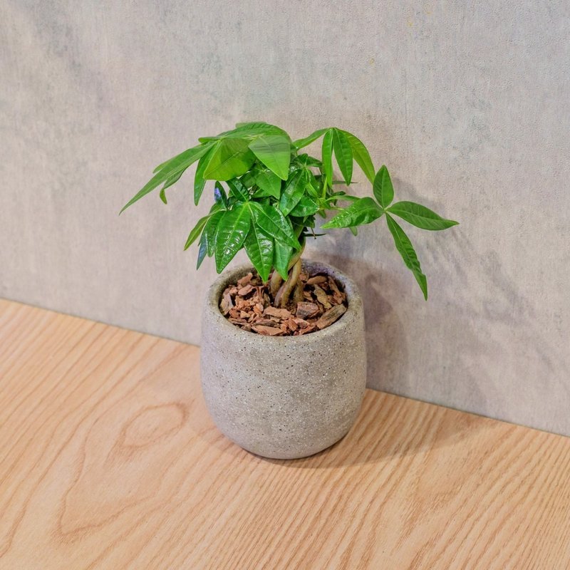 马拉巴栗 桌上型水泥盆栽 观叶植物 礼物 盆栽 交换礼物 植物 - 植栽/盆栽 - 植物．花 灰色