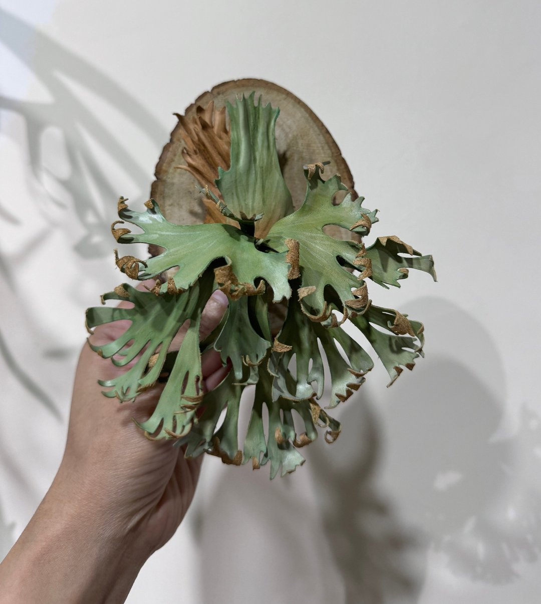 卷云皮革鹿角蕨 - 植栽/盆栽 - 真皮 
