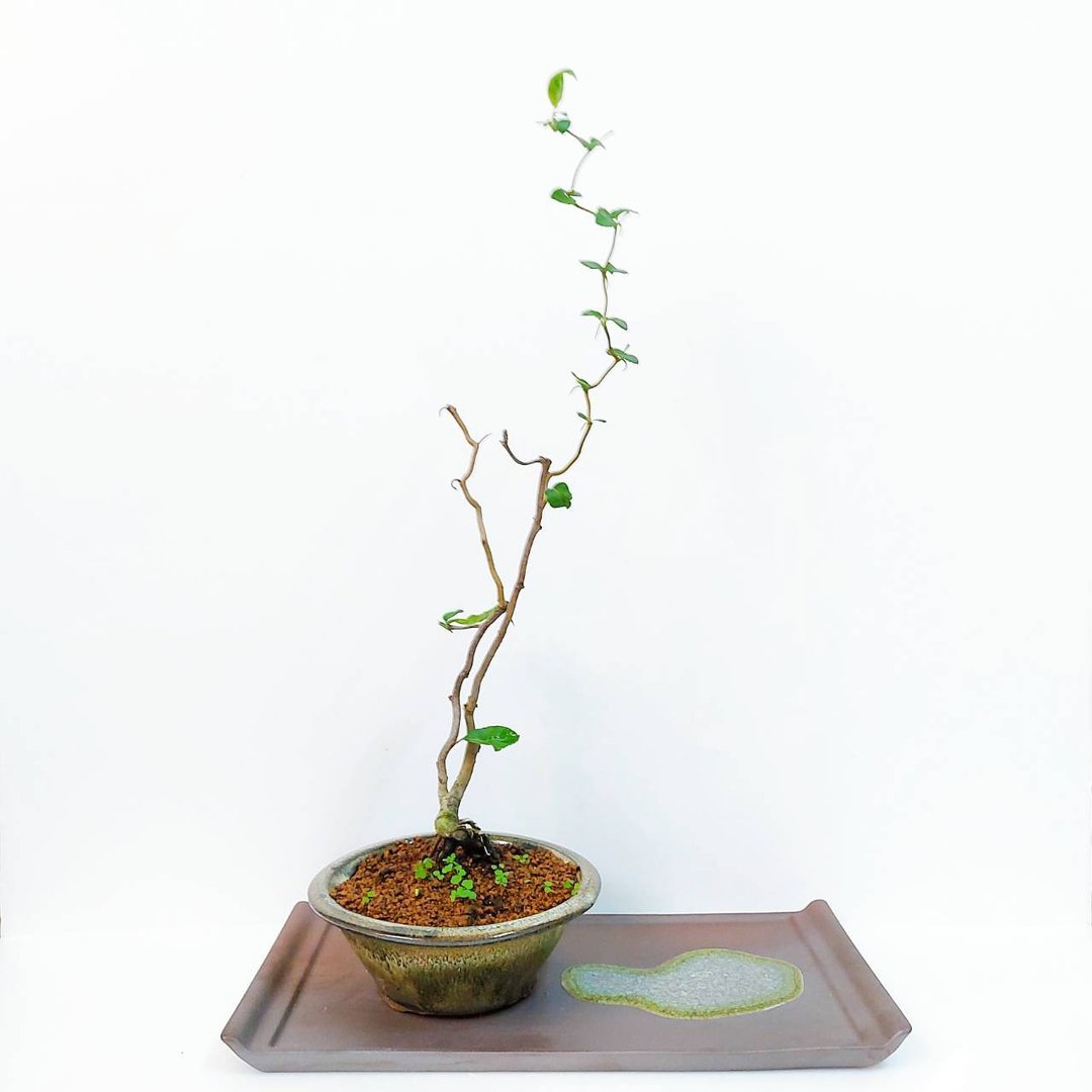 小品盆栽【日本云龙长寿梅－双干・云竜长寿梅】 - 植栽/盆栽 - 植物．花 