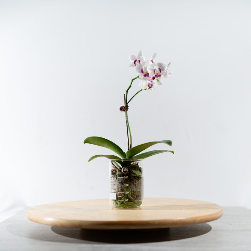 个人独享小型兰花 - 植栽/盆栽 - 植物．花 白色