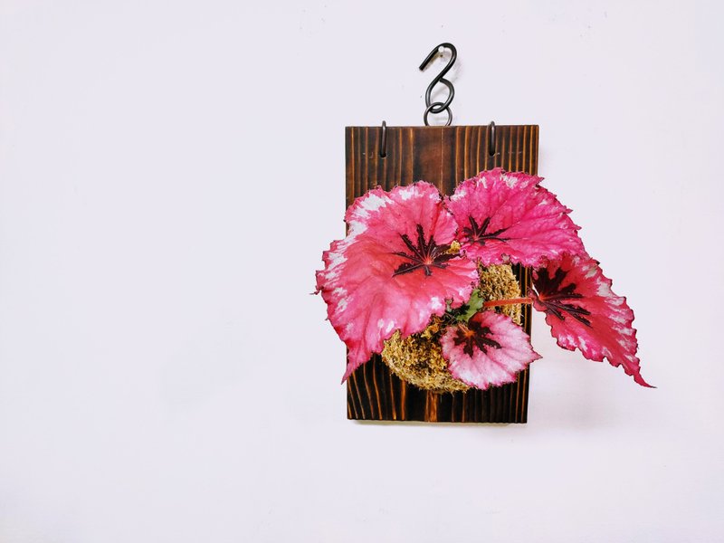 观叶秋海棠│板植│居家装饰│窗边植物 - 植栽/盆栽 - 植物．花 多色