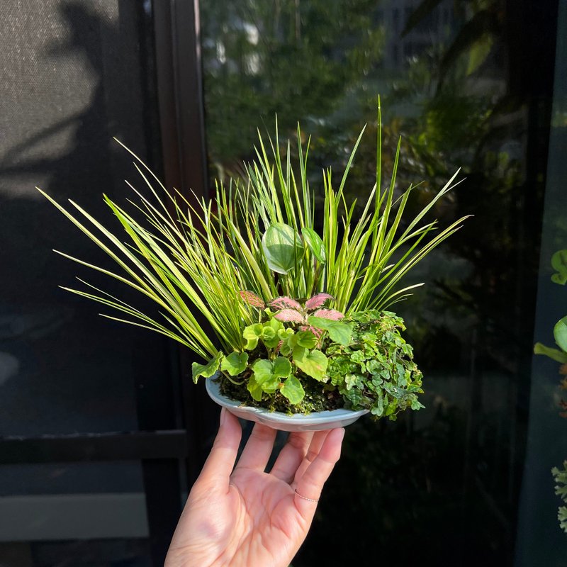 日本亚米利加堇菜∣合植山野草 盆景展衬草 - 植栽/盆栽 - 陶 