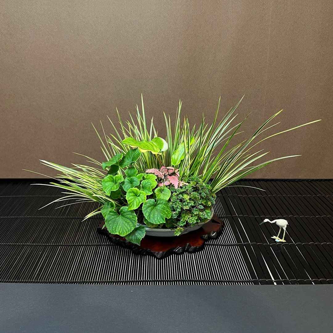 日本亚米利加堇菜∣合植山野草 盆景展衬草 - 植栽/盆栽 - 陶 
