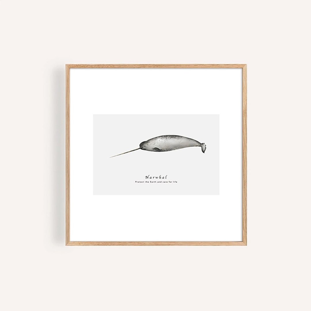 独角鲸 / 海洋生物自然生态艺术挂画 - 海报/装饰画/版画 - 纸 