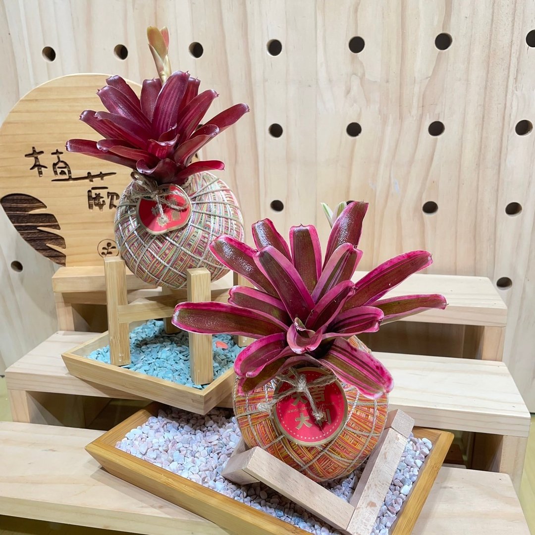 【植蕨所在】 彩叶凤梨 水苔球  旺旺 居家摆设 过年送礼 - 植栽/盆栽 - 植物．花 
