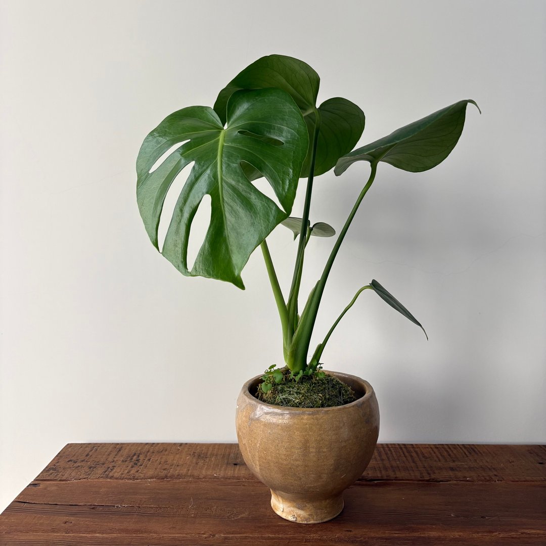 盆器 陶器 植物 - 植栽/盆栽 - 陶 