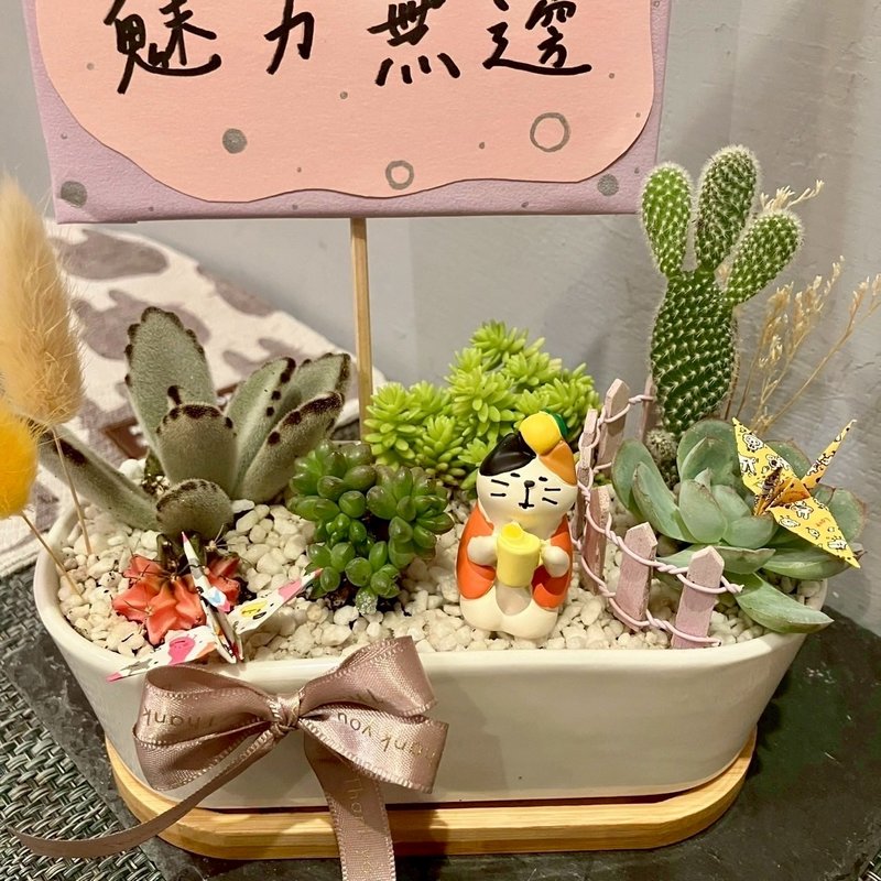 冬至柚子茶 猫 台中多肉组盆 多肉植物 植栽送礼 生日 日本decole - 植栽/盆栽 - 植物．花 绿色