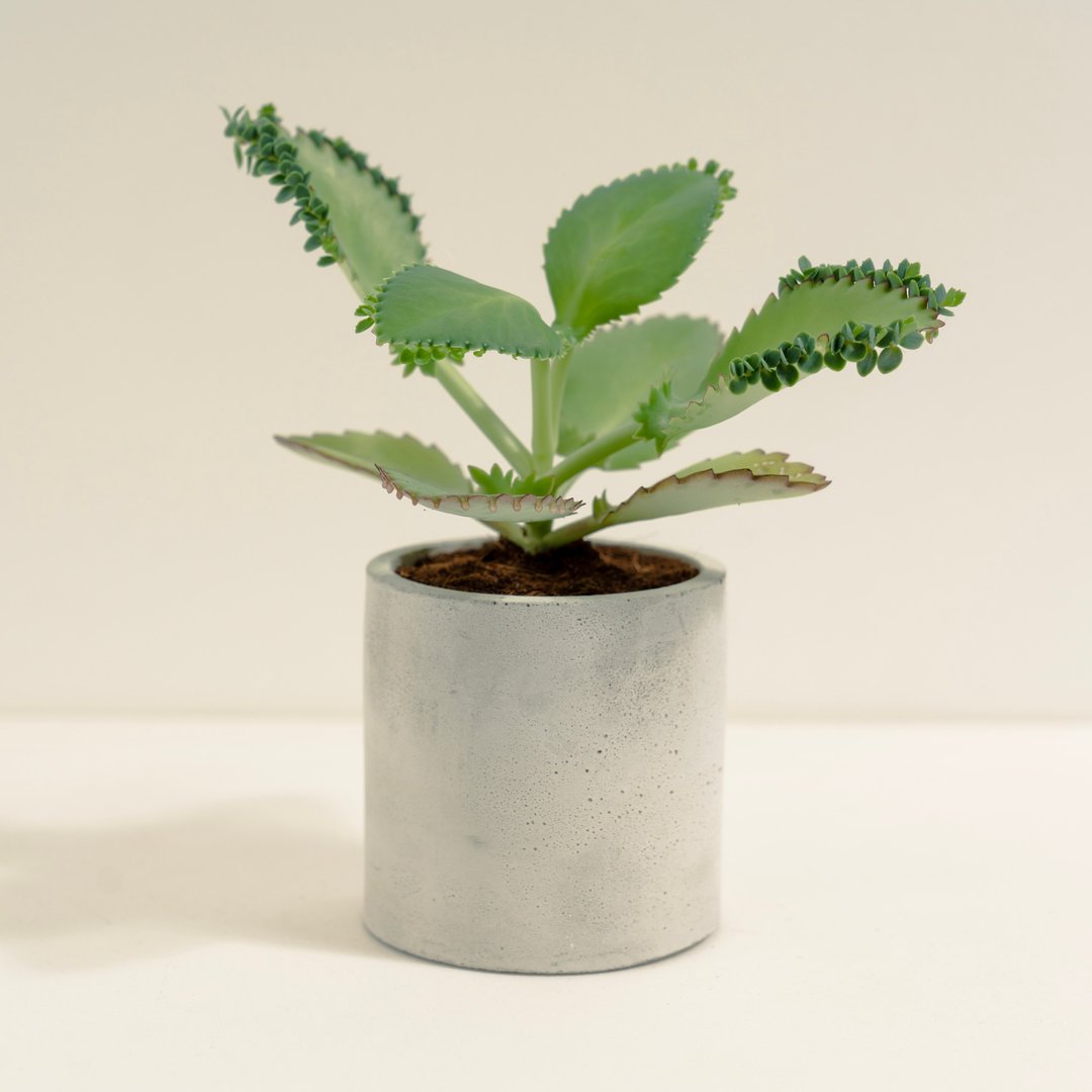 蕾丝姑娘│泥作系列│福所栽 - 植栽/盆栽 - 水泥 绿色