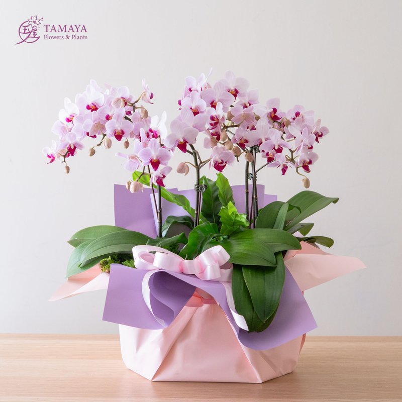2026 母亲节花礼 第一名蝴蝶兰 2 株 + 观叶 - 植栽/盆栽 - 植物．花 红色