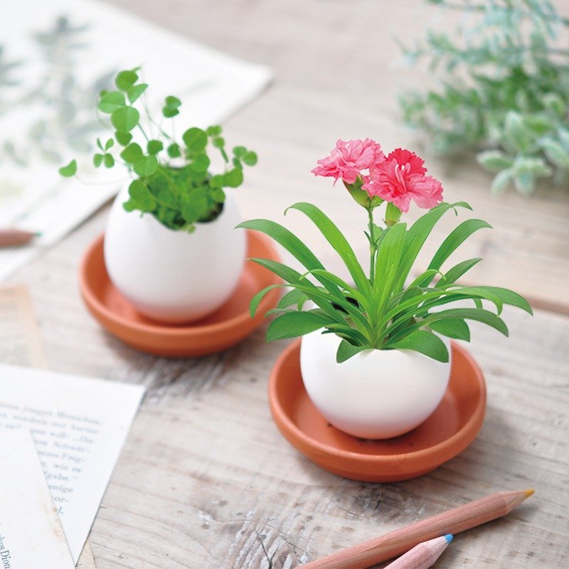 圣新陶芸eggling植物栽培蛋 ─ 康乃馨【精装特别版】 - 植栽/盆栽 - 纸 红色