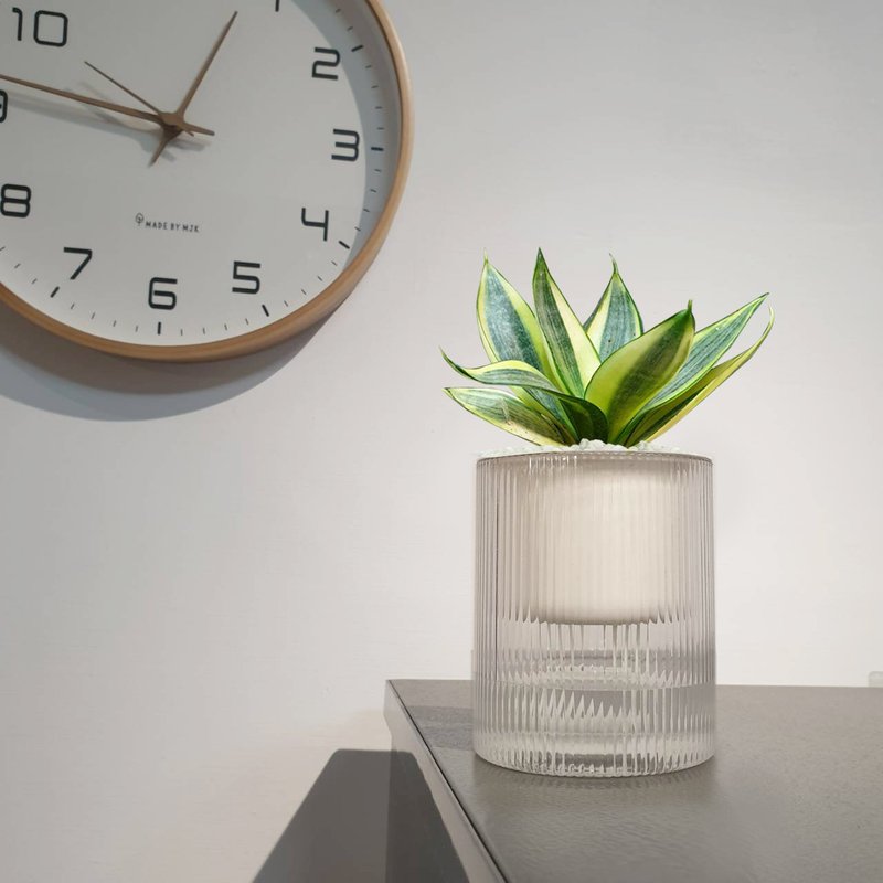 植栽 室内盆栽 黄金虎尾兰 - 植栽/盆栽 - 塑料 透明