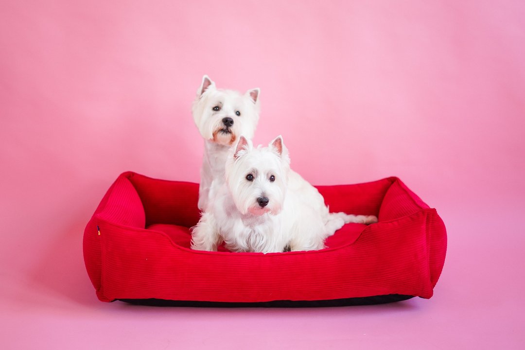 Dog bed Red corduroy, pet floor pillow XS Size 50x40 cm - 床垫/笼子 - 其他材质 红色