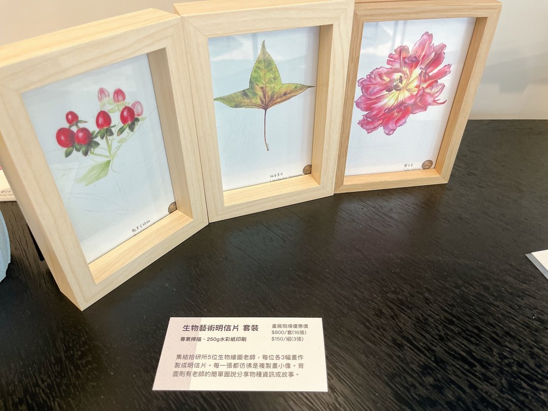 生物绘图明信片套装/ 共16张/ 植物绘/ 鸟绘/ 昆虫绘/ 贝壳绘 - 卡片/明信片 - 纸 绿色